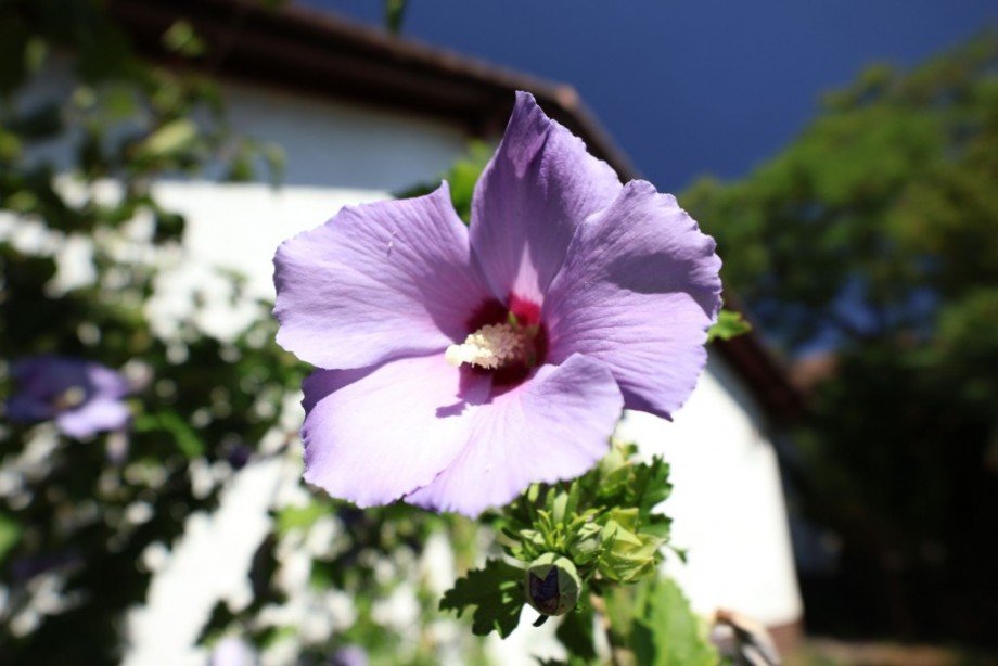 IMPRESSIONEN Bungalow Seeheim-Jugenheim