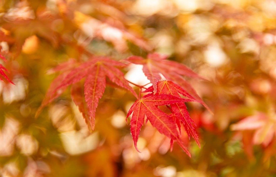 HERBSTZEIT Einfamilienhaus Bensheim