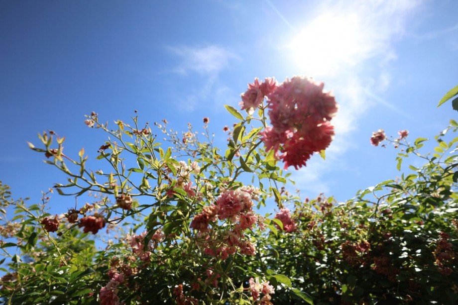 BLUMIGER GARTEN Bungalow M�hltal