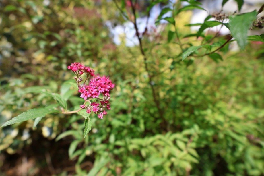 GARTENIMPRESSIONEN Doppelhaush�lfte Darmstadt