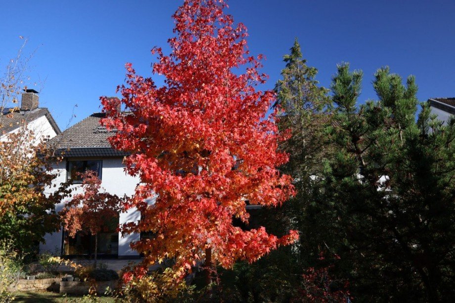 AUSSICHT - HERBSTBAUM Einfamilienhaus Darmstadt