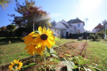 Hauptbild Aufblühen in Pfungstadt!